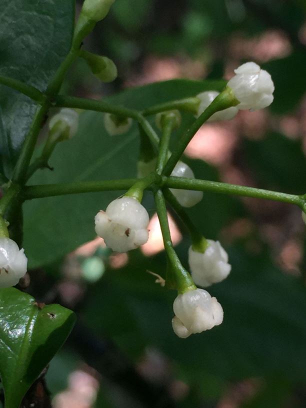 Hodgkinsonia frutescens - Atherton Turkey Bush | Royal Botanic Garden ...