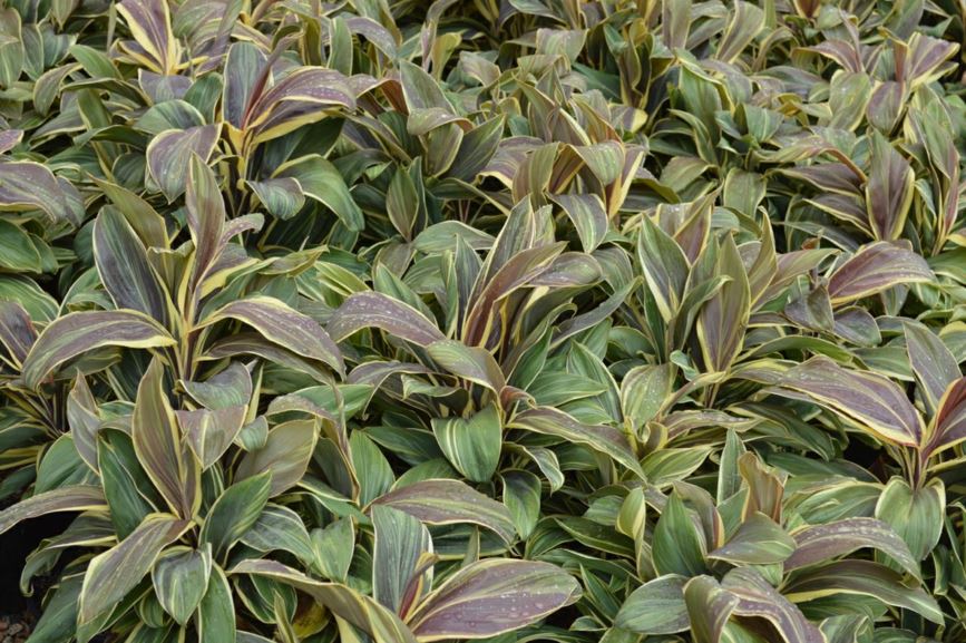 Cordyline fruticosa 'Hawaiian Sunset'