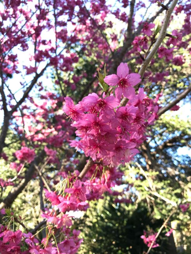 Prunus 'Yvonne Matthies' - Millenium Cherry