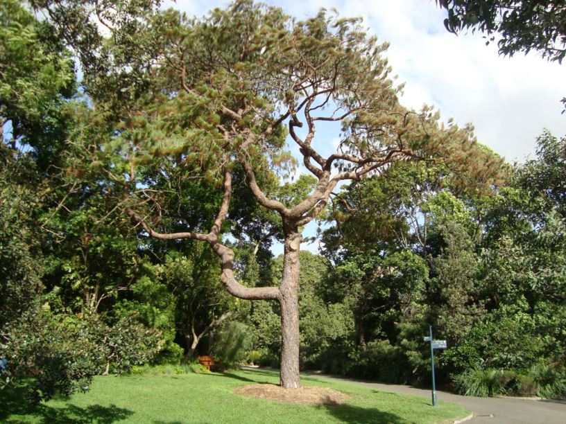 Pinus patula - Patula Pine, Mexican Weeping Pine