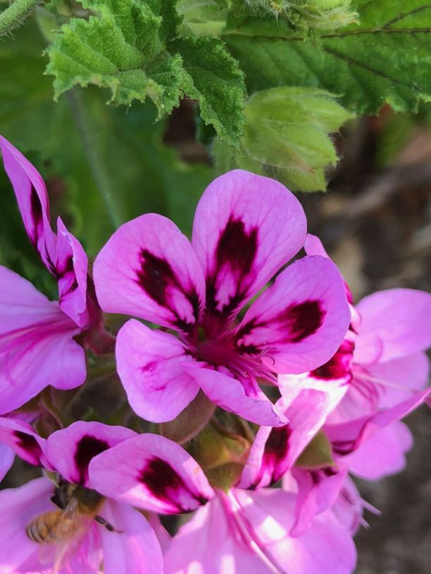 Pelargonium quercifolium - Oak-leaf Geranium