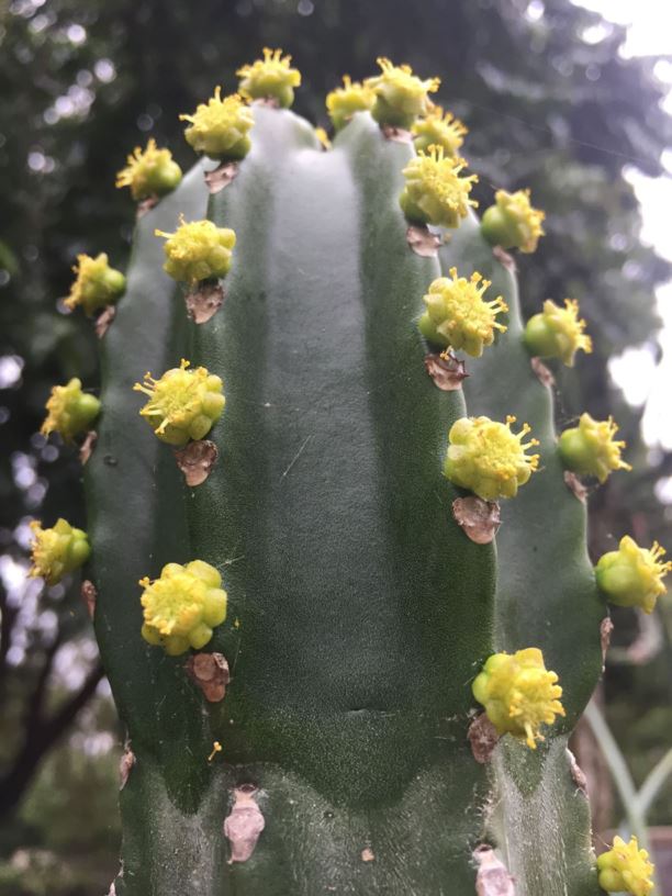 Euphorbia royleana - Royle's Spurge, Sullu Spurge