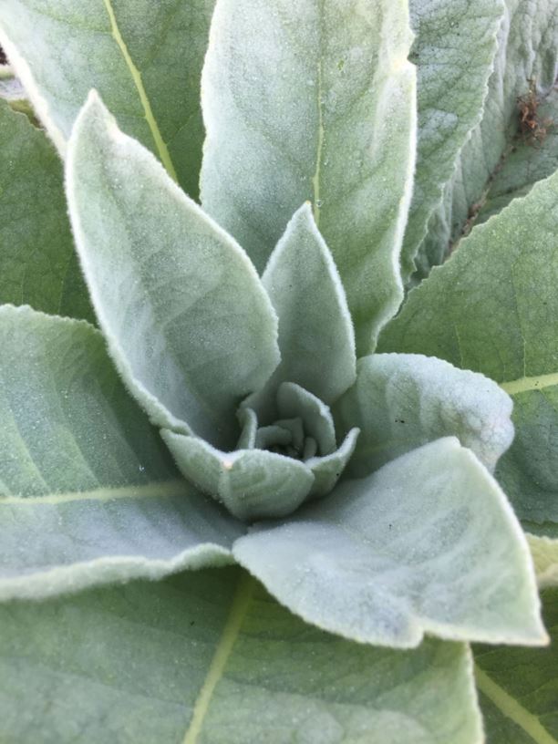 Verbascum nigrum - Dark Mullein | The Royal Botanic Garden Sydney