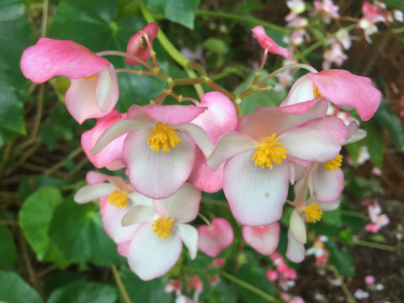 Begonia minor