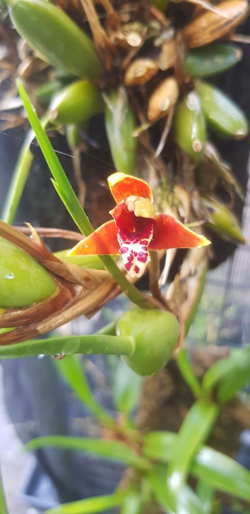 Maxillariella tenuifolia