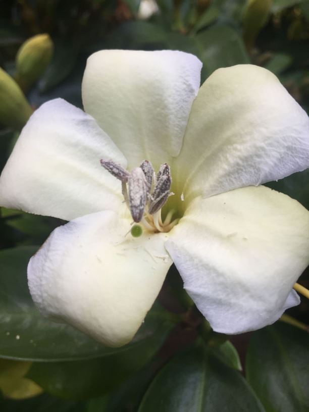 Fagraea ceilanica - Hui li, Perfume Flower Tree