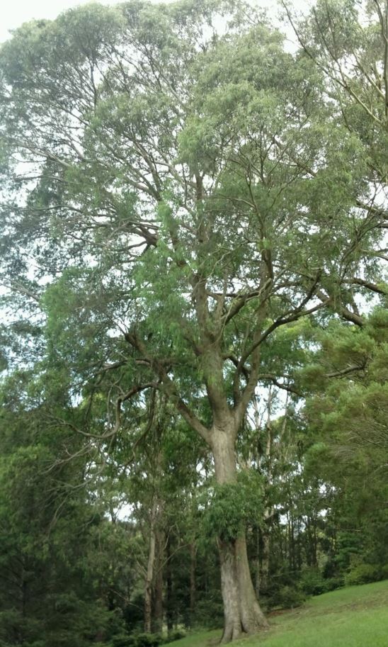 Eucalyptus piperita - Sydney Peppermint