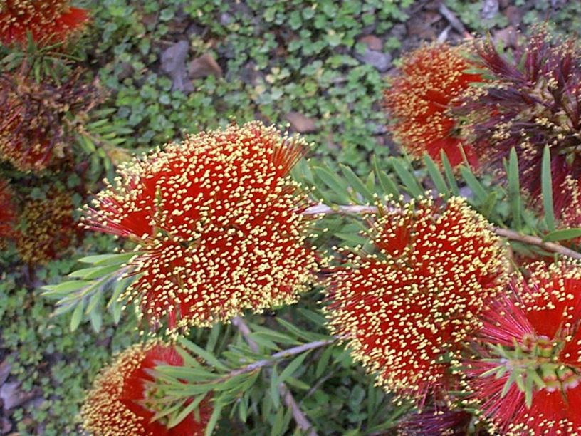 Callistemon recurvus - Blackdown Bottlebrush