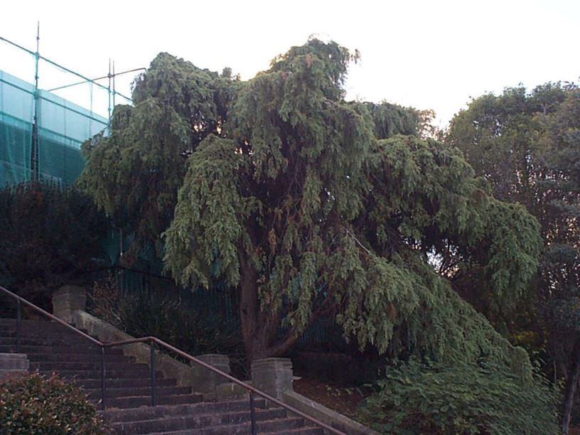 Cupressus lusitanica 'Glauca Pendula' - Mexican Cypress, Portuguese Cypress