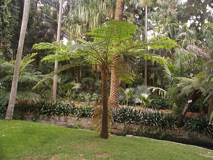 Cyathea brownii - Norfolk Island Tree Fern