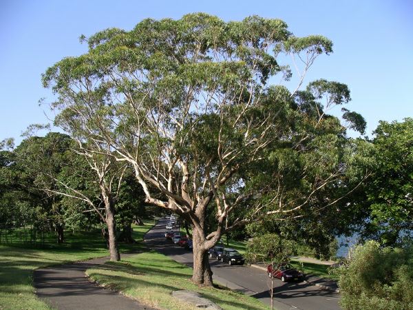 Eucalyptus pilularis - Blackbutt