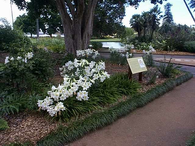 Lilium longiflorum - easter lily, teppo-yuri