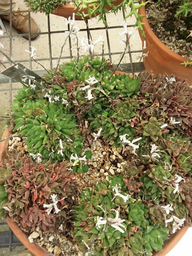 Haworthia cymbiformis - Cathedral Window Haworthia