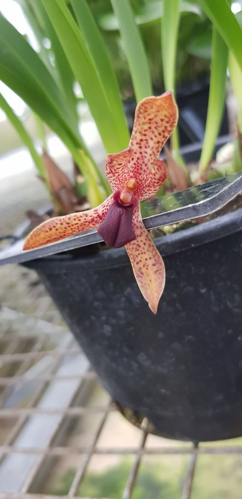 Maxillaria sanguinolenta