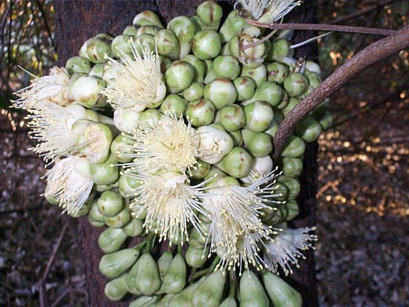 Syzygium erythrocalyx - Red Bud Satinash