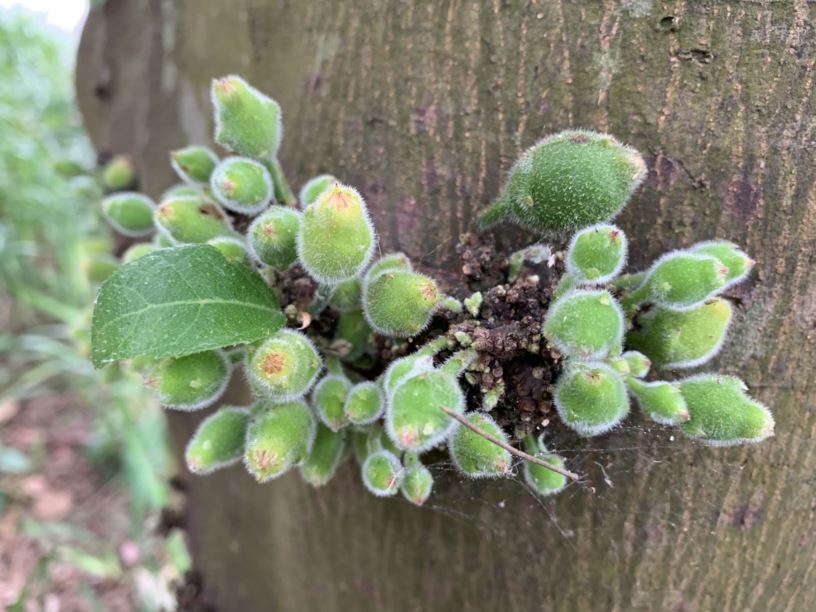 Ficus coronata - Sandpaper Fig, Creek Sandpaper Fig, Sandpaper Fig