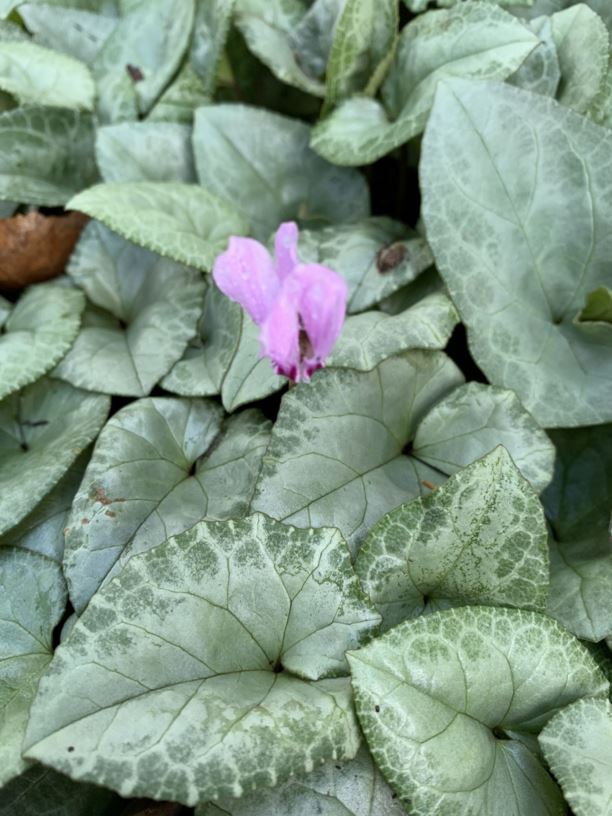 Cyclamen hederifolium