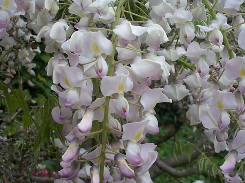 Wisteria floribunda 'Honbeni' - Japanese Pink Wisteria