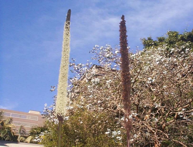 Xanthorrhoea media - Grass Tree, Gulgadya (Cadigal)