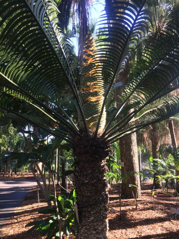 Lepidozamia peroffskyana - Pineapple Zamia | Royal Botanic Garden Sydney