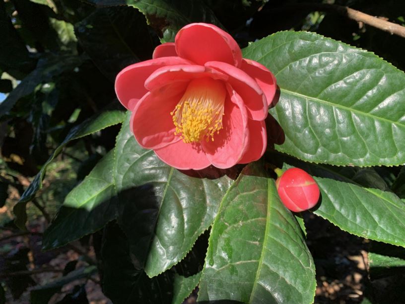 Camellia amplexicaulis