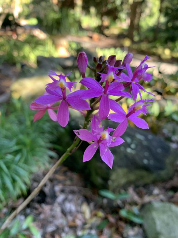 Epidendrum radicans × secundum - Crucifix Orchid, Reed-stem Epidendrum
