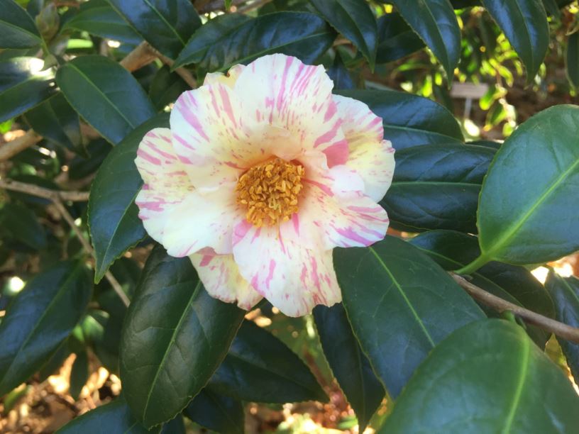 Camellia 'Kogane Nishiki'