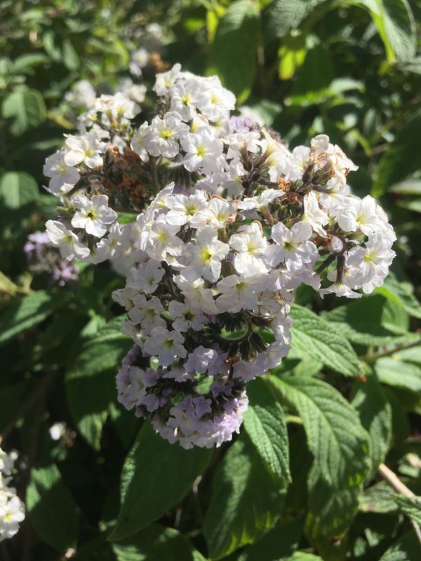 Heliotropium arborescens 'White Lady' - White Lady Cherry-pie