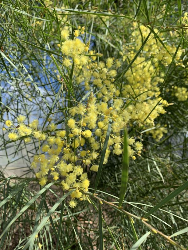 Acacia iteaphylla - Port Lincoln wattle, Flinders Ranges wattle, willow-leaved wattle