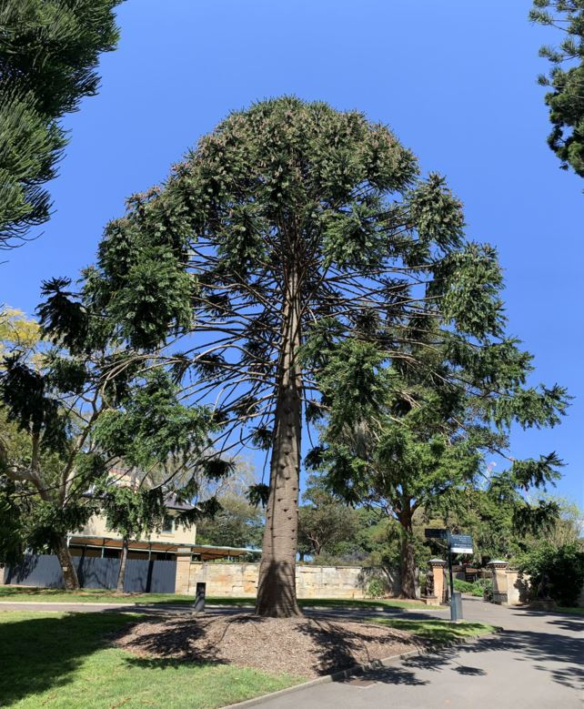 The Bunya-Bunya Pine (Araucaria bidwillii)