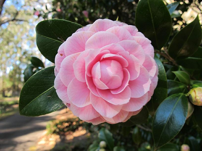 Camellia japonica 'Virginia Franco Rosea'
