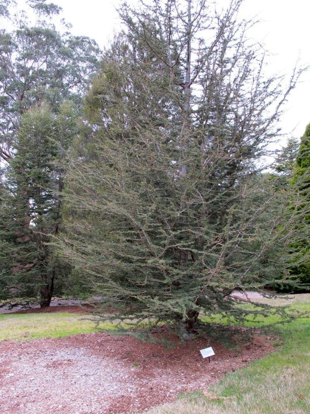 Cedrus libani - cedar of Lebanon | Royal Botanic Garden Sydney