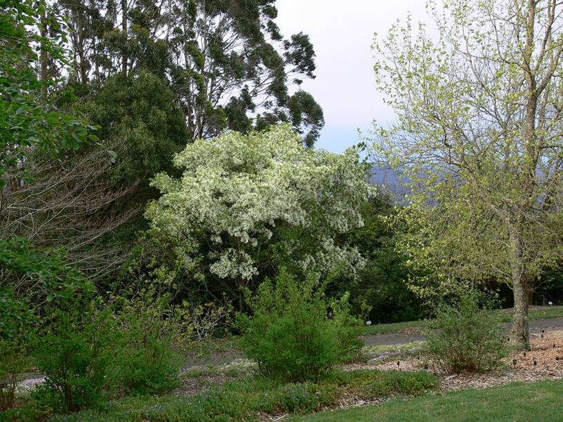 Chionanthus retusus - Chinese fringe tree