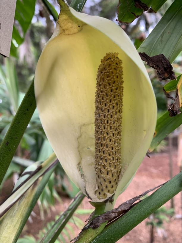 Monstera adansonii - Adanson's Monstera