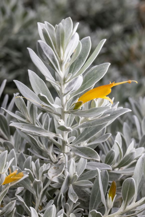 Eremophila glabra 'Kalbarri Carpet'