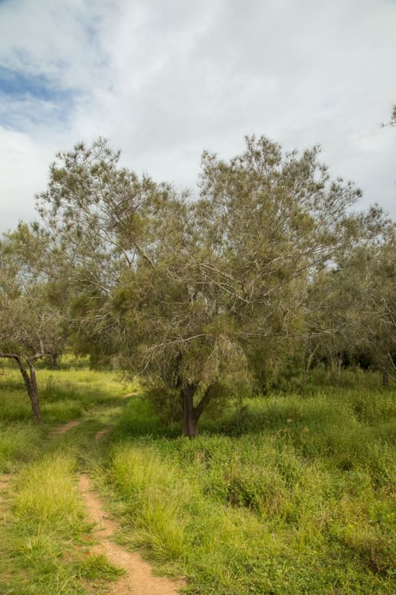 Casuarina obesa - Swamp Sheoak, Swamp Oak, Western Swamp Oak