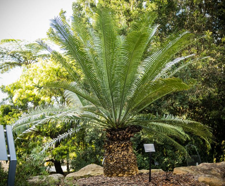 Lepidozamia peroffskyana - Pineapple Zamia | Royal Botanic Garden Sydney