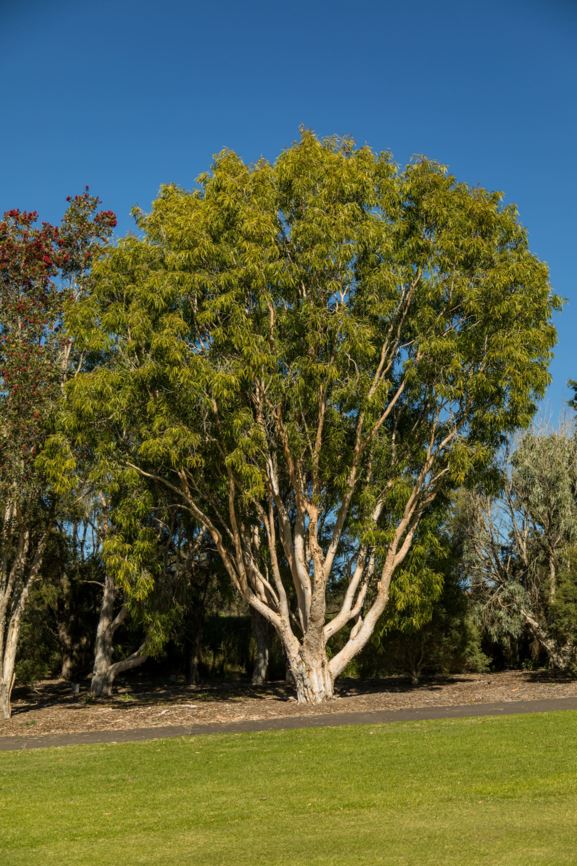 Melaleuca leucadendra - Weeping Paperbark