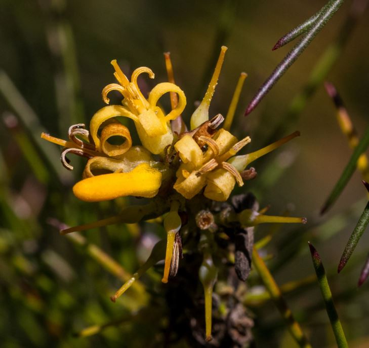 Persoonia pinifolia - Pine-leaved Geebung, mambara (Cadigal)