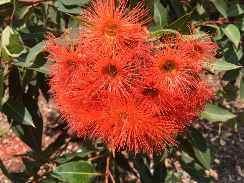 Corymbia ficifolia 'Wild Sunset'