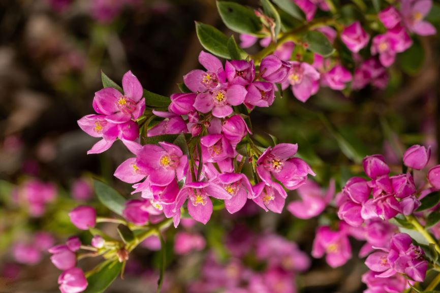 Boronia serrulata - Native Rose, Rose Boronia