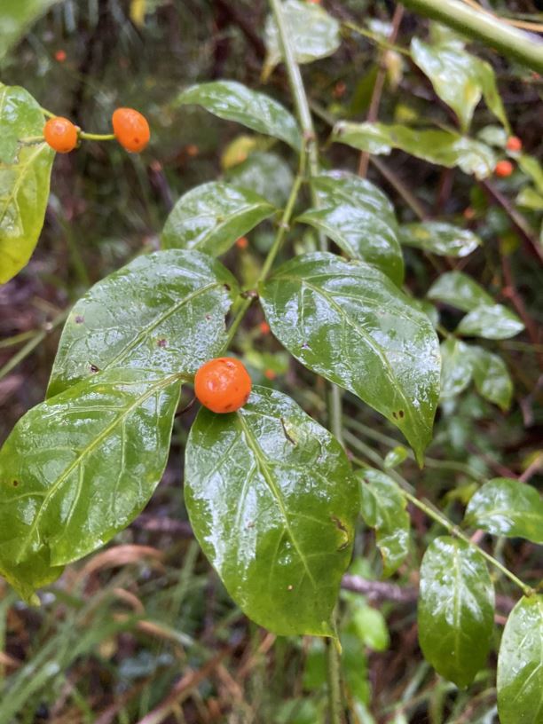 Gynochthodes jasminoides - Sweet Morinda