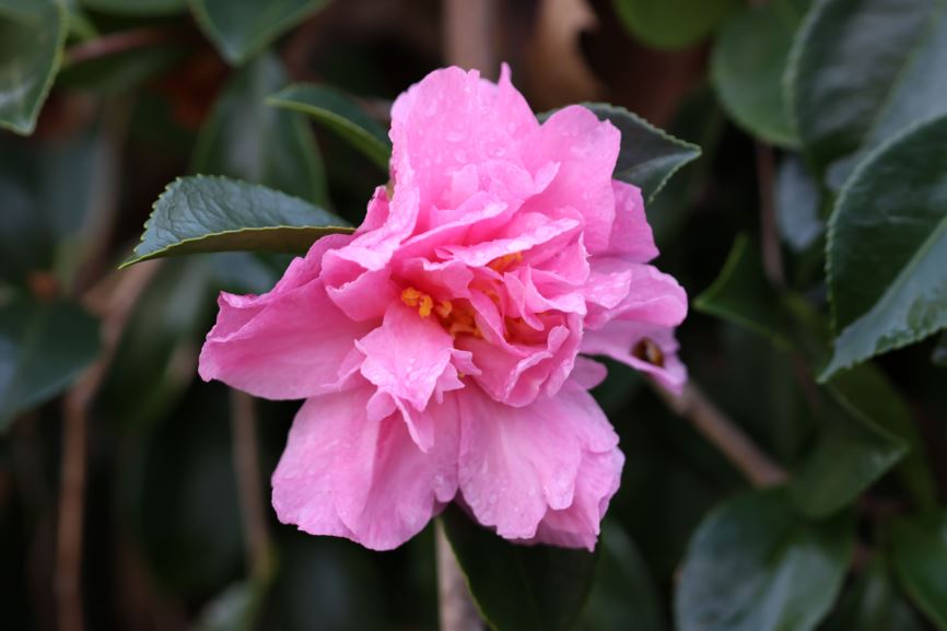 Camellia 'Marge Miller' | Royal Botanic Garden Sydney