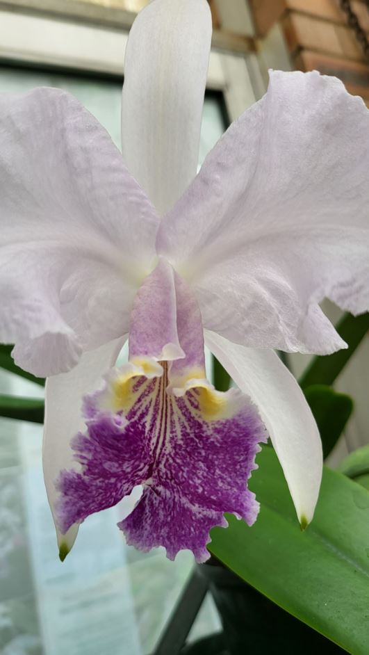 Cattleya lueddemanniana var. coerulea