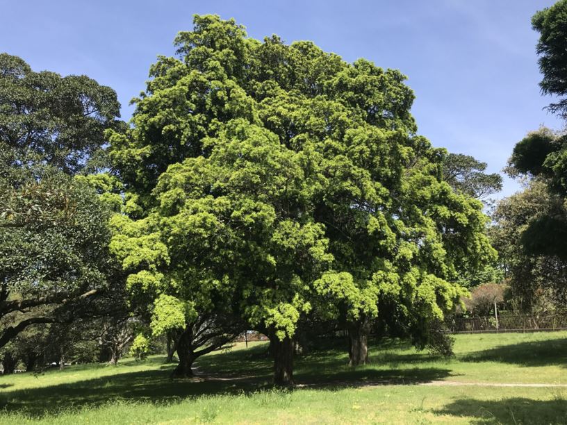 Podocarpus elatus - Plum Pine, Brown Pine