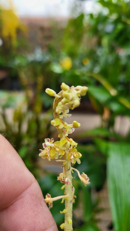 Mycaranthes gigantea Royal Botanic Garden Sydney