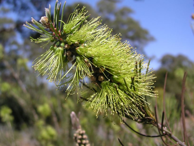 Callistemon pinifolius - Pine-leaved Bottlebrush