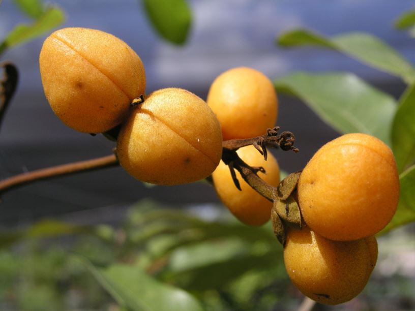 Harpullia hillii | Royal Botanic Garden Sydney