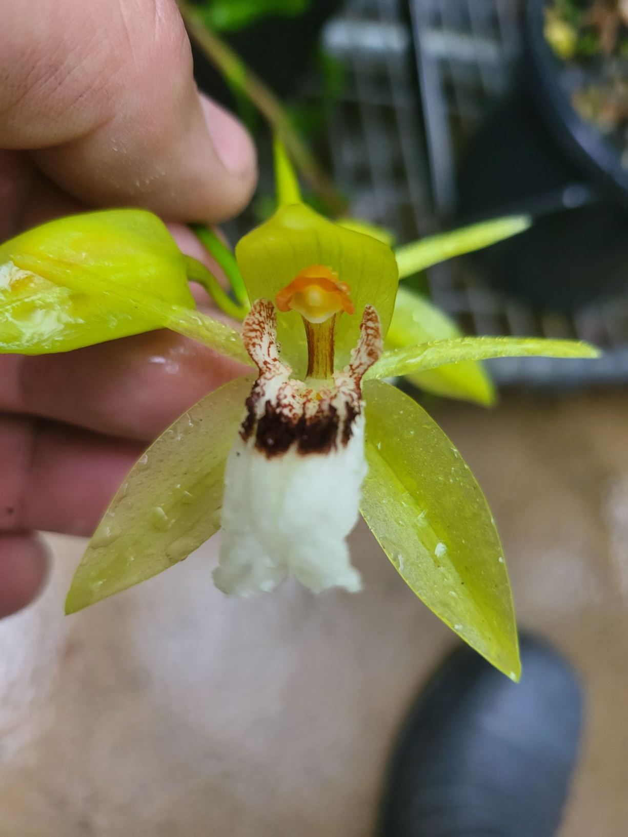 Coelogyne marmorata