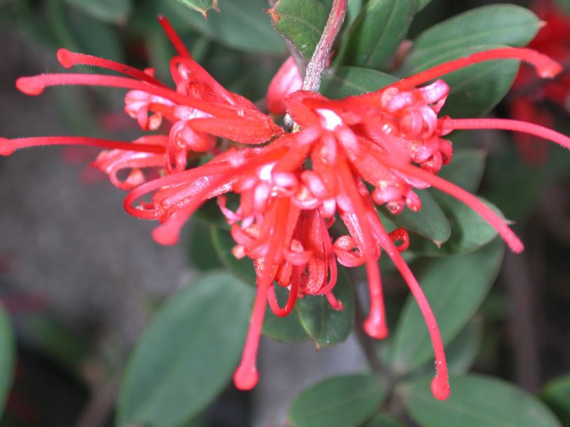 Grevillea speciosa - Red Spider Flower